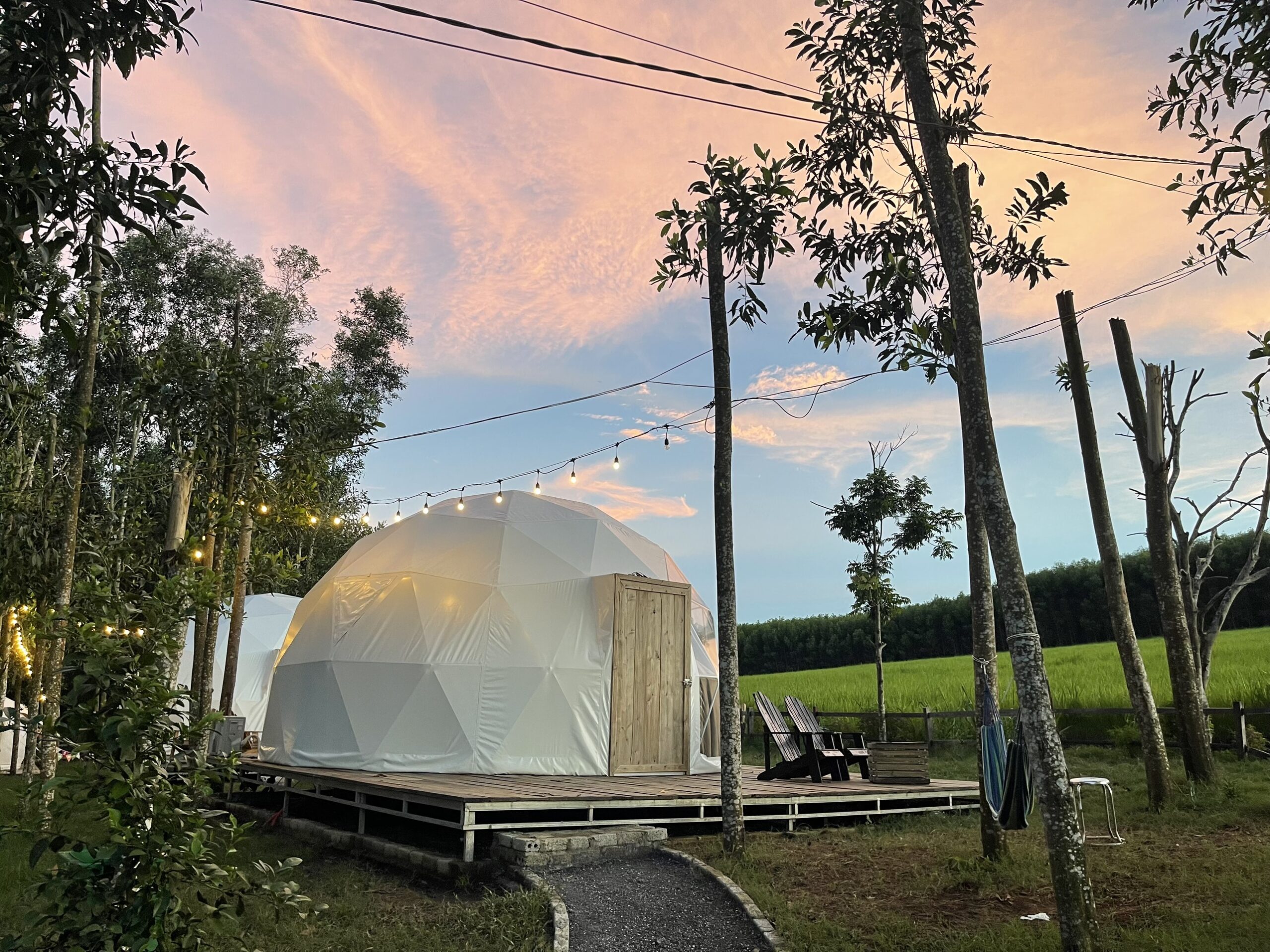 The Fields of Phủ Quỳ 